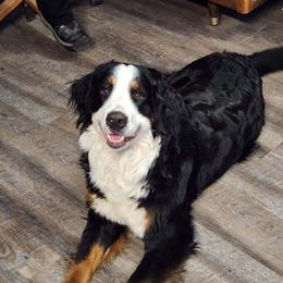 Trixy - Bernese Mountain Dog