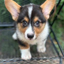 Ivan - Black and tan male Pembroke Welsh Corgi puppy in Hope, Arkansas from Foxy Knoll Farm
