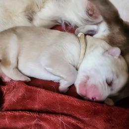 Sofie, white collar - Red and white female Alaskan Malamute puppy in Grayson County, Virginia from River Bend Malamutes