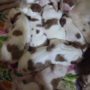 Girl 3 - Red and white female Irish Red and White Setter puppy in Glenwood City, Wisconsin from NyaStar & Chequamegon