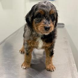 Applejack - Blue merle male Aussiedoodle puppy in Heber City, Utah from Junipersdoodles