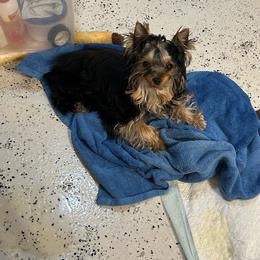 Earthmountains Dinero Solo - Dino - Blue and gold male Yorkshire Terrier puppy in Erda, Utah from Earthmountain Yorkies