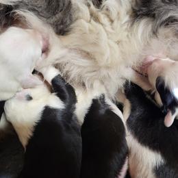 Green collar - Gray and white female Old English Sheepdog puppy in Smallett, Missouri from Chasin Angus Sheepdogs