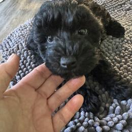 Jace - Black male Yorkipoo puppy in Cedar Springs, Michigan from Pridespoodles
