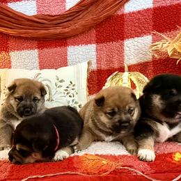 Shiba Inu puppies from Anko Shibas