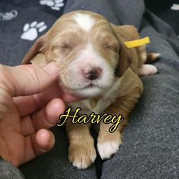 Harvey - Apricot male Goldendoodle puppy in Humboldt, Minnesota from Sister Doodles