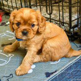Hirono - Ruby male Cavalier King Charles Spaniel puppy in Fontana, California from Magical Cavaliers