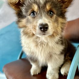 Pembroke Welsh Corgi Puppies from Storybook Corgis