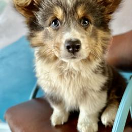 Pembroke Welsh Corgi Puppies from Storybook Corgis