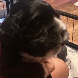 Skye - Black female Cocker Spaniel puppy in Columbia, South Carolina from Fleur de Lis Cockers- Cuchna Cockers