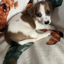 Countess Cecelia - White and tan female Russell Terrier puppy in Missouri from Royal Russells Ranch