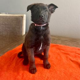Cara (Light Pink) - Black sable female Belgian Malinois puppy in Buckeue, Arizona from Légende Vivante Du Chief Kennel