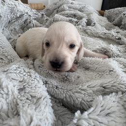 Winnie - Cream male Dachshund puppy in Vancouver, Washington from Cascade Minis