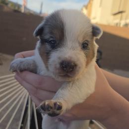 Boy 2 - male Australian Cattle Dog puppy in North Las Vegas, Nevada from Wild Sage Cattle Dogs