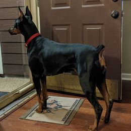 Doberman Pinschers from 7220 Doberman