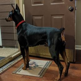 Doberman Pinschers from 7220 Doberman