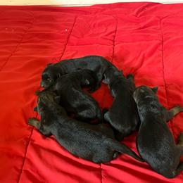 Black boy 2 - Black male German Shepherd puppy in Lucasville, Ohio from Trusting Hearts Kennel