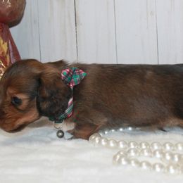 Boy 2 - Red male Dachshund puppy in Collins, Georgia from Liberty Longhair Dachshunds