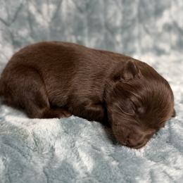 Pumpkin - Red female Australian Shepherd puppy in Oxford, Florida from SoCo Aussies