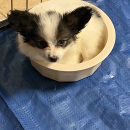 Papillon Puppies from Carousel Papillons