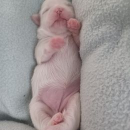 Girl 3 - White Shih Tzu puppy in Cook County, Illinois from My Tzu Crew