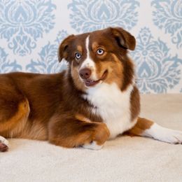 Miniature Australian Shepherds from Rocky Top Kennels