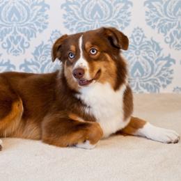 Miniature Australian Shepherds from Rocky Top Kennels