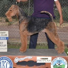 Airedale Terriers from Topline Airedale Terriers