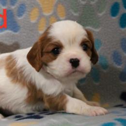 Red - Blenheim male Cavalier King Charles Spaniel puppy in Glendale, Arizona from Comforting Cavaliers