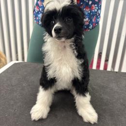 Charming - White and black male Chinese Crested puppy in Satellite Beach, Florida from Posh Poodles & Chinese Cresteds