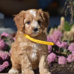 Charlie - Red male Cavapoo puppy in Gap, Pennsylvania from Country View Puppies ( License 18816)