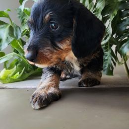 Dachshund Puppies from Yadkin Valley Dachshunds