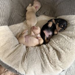 Dachshund puppies from Crown and Collar Mini Dachshunds