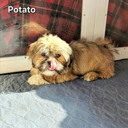 Potato - Brown male Lhasa Apso puppy in Jefferson, New York from Absolute Lhasa Love