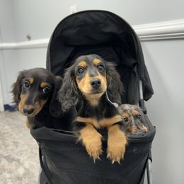 Mary - Black and tan female Dachshund puppy in Mascot, Tennessee from Magnolia Pearl Dachshunds