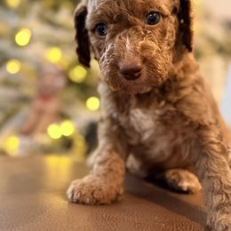 Biscuit - Red  male Goldendoodle puppy in Macclenny, Florida from Baker County Goldendoodles
