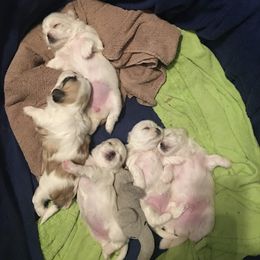 Shih Tzu Puppies from Sarayas Shih Tzus