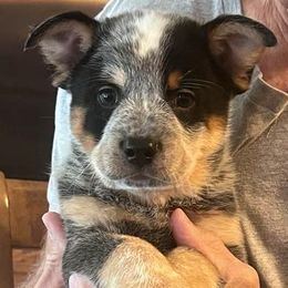 Spur - Blue Double Mask Male - Blue male Australian Cattle Dog puppy in Pinon Hills, California from Adams Ranch ACDs