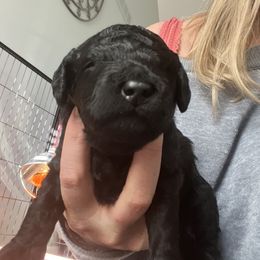 Goldendoodle Puppies from Baby Bell Doodles