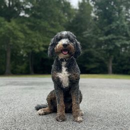 Fairy - Bernedoodle