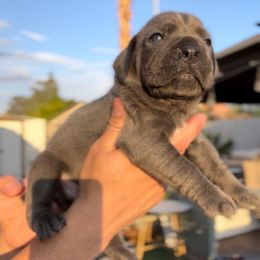 Leonardo - Gray male Cane Corso puppy in Las Vegas, Nevada from LV3M Cane Corso