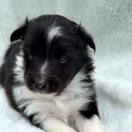STORMY - Black & white male Toy Shetland Sheepdog puppy in Livonia, Michigan from M7’s Shelties, Toonies & AussieDoodles