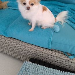 Giget - Chihuahua