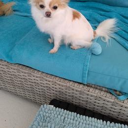 Giget - Chihuahua