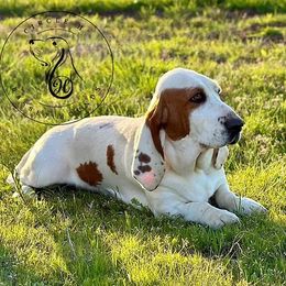 Dottie - Basset Hound