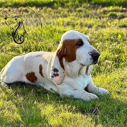 Dottie - Basset Hound