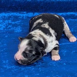 Rainey - Blue merle female Miniature Australian Shepherd puppy in Lufkin, Texas from Texas Lil Cowdogs