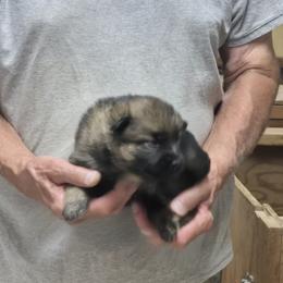 Boy 5 - Sable male German Shepherd puppy in Lake George, Colorado from High Country German Shepherds