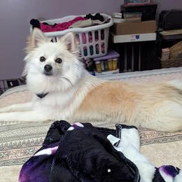 Nala - Pomsky