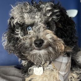 Aussiedoodle puppies from Bay Area Aussiedoodles
